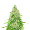 Semi femminizzati Black Beauty CBD