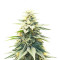 Blue Dream (Herbies Seeds)