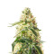 Blueberry (Herbies Seeds)