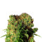Dutch Dragon feminized seeds