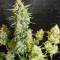 Graines de cannabis Extreme Impact Auto (Heavyweight Seeds)