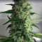 God's Glue feminized seeds (Ministry Of Cannabis)
