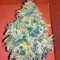 Semi femminizzati Jack Herer (Green House Seeds)
