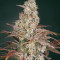 Semi femminizzati di Jack's Dream (Green House Seeds)