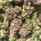 Lord Kush Seeds (Delicious Seeds)