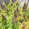 เมล็ด Mandarin Thuggee (AlphaFem Seeds)