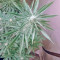 NL5 Haze Mist femminuccia