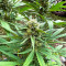 Purple Lemonade Fast Flowering (Fast Buds)