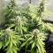 Purple Punch Auto (Herbies Seeds)