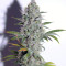 Quick Gorilla (Dinafem Seeds)