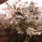 LSD Seeds - Cannabis Strain Seeds for Sale
