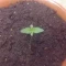 Eleven Roses Seeds (Delicious Seeds) - Cannabis Strain Seeds for Sale