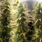 Semi di cannabis fem Gelato Auto in vendita