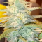 Strawberry Blue Seeds - Cannabis Strain Seeds for Sale