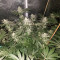 Girl Scout Cookies Seeds (Blimburn Seeds) - Cannabis Strain Seeds for Sale