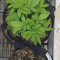 Orange Hill Special feminized seeds for sale, strain information and customer reviews