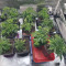 Super Silver Haze Seeds (Green House Seeds)