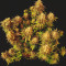 Vente de graines de cannabis White Widow (Dutch Passion)