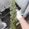 Acquista semi femminizzati Royal Gorilla di Royal Queen Seeds