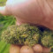 Bloody Skunk Auto (Sweet Seeds)