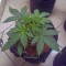 Acquista i semi femminizzati Original Trainwreck Auto di Fast Buds