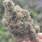 Holy Grail Kush fem cannabis seeds for sale