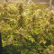 Hindu Kush Automatic feminized seeds for sale