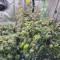 Bakers Delight จาก DNA Genetics