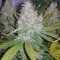 Buy Lemon Shining Silver Haze feminized seeds by Royal Queen Seeds