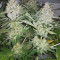 Buy Lemon Shining Silver Haze feminized seeds by Royal Queen Seeds