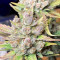 Strawberry Gorilla Seeds (Fast Buds)