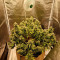 Comprar Grandaddy Purple (GDP) no Brasil