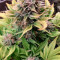Money Maker (Strain Hunters)