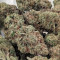 Chocolate Mint OG Seeds