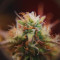 Strawberry Pie Seeds - Cannabis Strain Seeds for Sale