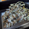 Buy Chempie feminized seeds by Ripper Seeds
