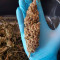 Purple Punch OG Seeds (Sweet Seeds) - Cannabis Strain Seeds for Sale