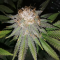 Mimosa EVO Seeds (Barney’s Farm) - Cannabis Strain Seeds for Sale