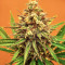 Sith OG Feminized Seeds (AlphaFem Seeds)
