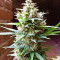 Bubba Delight Regular (CannaBioGen)