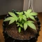 Café Racer Auto Seeds