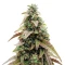 CBD Hammer Shark Seeds