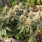 Colorene Kush feminized seeds