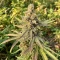 Crop Doctor CBD feminized seeds