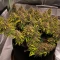 Durban Poison Seeds (Barney's Farm)