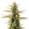 Extraction Jealousy Seeds