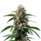 Godfather OG Auto Seeds