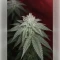 Granddaddy Purple Seeds