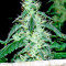 Hash Heaven (Soma Seeds)