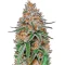 Highcloudz Seeds